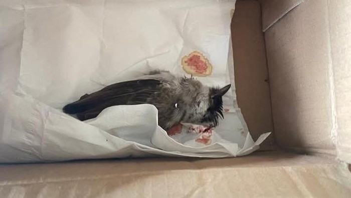 Paket bangkai burung yang dikirim kepada Delima Silalahi. (Foto: Istimewa)