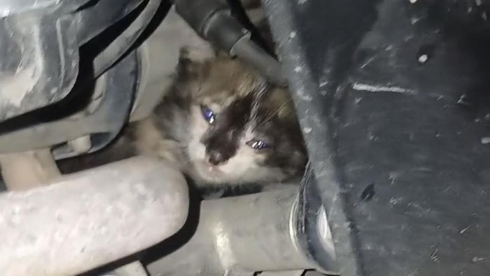 Petugas Damkar di Palembang evakuasi anak kucing yang terjebak di mesin motor