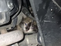 Video Damkar Evakuasi Kucing Terjebak di Mesin Motor