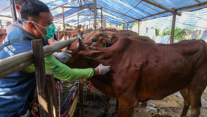 Petugas dari Dinas Peternakan Provinsi Jawa Timur menyiapkan suntikan Biopros TP Inj untuk sapi kurban di salah satu penjualan hewan kurban di Rungkut Alang-Alang, Surabaya, Jawa Timur, Kamis (29/5/2025). Penyuntikan dilakukan pada hewan kurban yang terindikasi kelelahan dengan tujuan untuk mengembalikan stamina serta menguatkan otot hewan kurban yang lemah saat perjalanan. ANTARA FOTO/Didik Suhartono/rwa.
