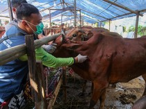 Suntik Stamina untuk Sapi Kurban Biar Tak Kelelahan