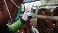 Petugas dari Dinas Peternakan Provinsi Jawa Timur menyuntikkan Biopros TP Inj pada sapi kurban di salah satu tempat penjualan hewan kurban, Rungkut Alang-Alang, Surabaya, Jawa Timur, Kamis (29/5/2025). (ANTARA FOTO/Didik Suhartono)