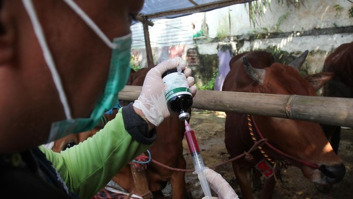 Pulihkan Stamina, Sapi Kurban Disuntik Biopros TP Inj Petugas dari Dinas Peternakan Provinsi Jawa Timur menyiapkan suntikan Biopros TP Inj untuk sapi kurban di salah satu penjualan hewan kurban di Rungkut Alang-Alang, Surabaya, Jawa Timur, Kamis (29/5/2025). Penyuntikan dilakukan pada hewan kurban yang terindikasi kelelahan dengan tujuan untuk mengembalikan stamina serta menguatkan otot hewan kurban yang lemah saat perjalanan. ANTARA FOTO/Didik Suhartono/rwa.
