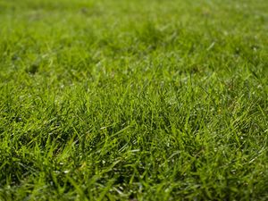 7 Hal Penting Sebelum Tanam Rumput Jepang di Rumah