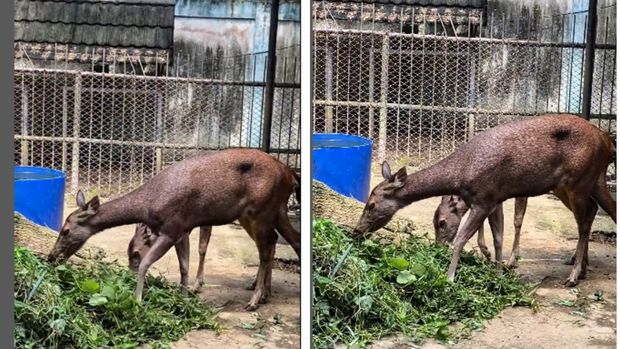 Rusa Sambar di Taman Rimba Jambi