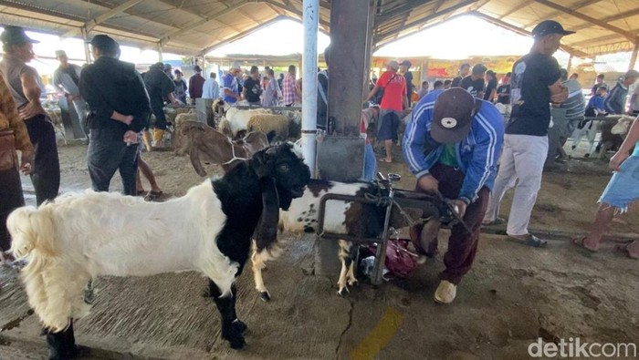 Anto, warga Desa Karangkobar membuka jasa salon kambing di Pasar Hewan Petambakan, Banjarnegara.