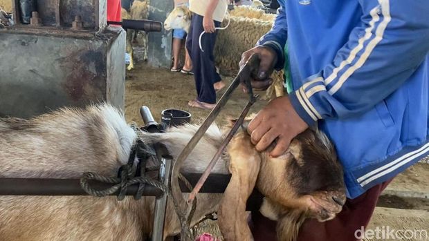 Anto, warga Desa Karangkobar membuka jasa salon kambing di Pasar Hewan Petambakan, Banjarnegara.