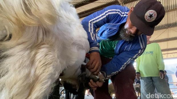 Anto, warga Desa Karangkobar membuka jasa salon kambing di Pasar Hewan Petambakan, Banjarnegara.