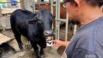 Unik Sapi di Mojokerto Suka Ngopi
