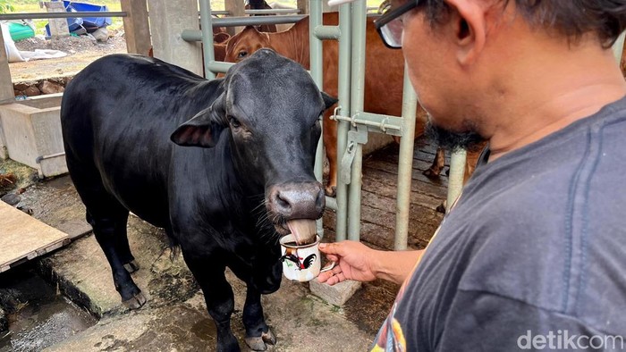 Sapi di Mojokerto Suka Minum Kopi