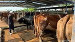 Unik Sapi di Mojokerto Suka Ngopi