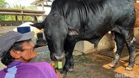 Apless tak pernah diikat seperti kebanyakan sapi di Berkah Wafa Farm. Ia dibiarkan berkeliaran di peternakan yang luasnya sekitar 400x300 meter persegi.