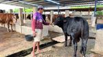 Unik Sapi di Mojokerto Suka Ngopi