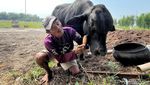 Unik Sapi di Mojokerto Suka Ngopi