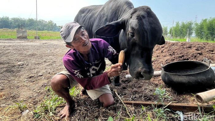 Sapi di Mojokerto Suka Minum Kopi Sapi di Mojokerto Suka Minum Kopi