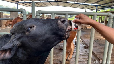 Unik Sapi di Mojokerto Suka Ngopi