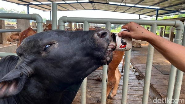 Unik Sapi di Mojokerto Suka Ngopi