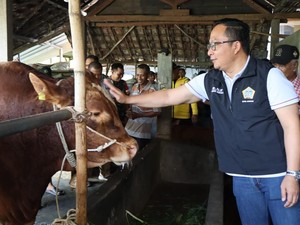 Presiden Prabowo Borong 2 Ekor Sapi Kurban Milik Peternak Gresik