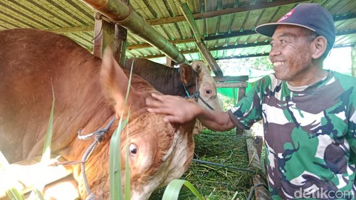 Sumardan peternak sapi Desa Aik Dewa, ketika memberi makan sapi miliknya, Jumat (30/5/2025). ( Sanusi Ardi W/detikBali).