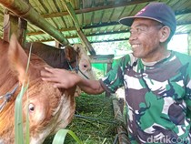 Sapi Kurban Prabowo: 772 Kg di Buleleng hingga NTT Dapat 30 Ekor
