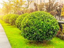 Tanaman Perdu Itu Apa? Ini Penjelasan, Ciri-ciri, dan Manfaatnya