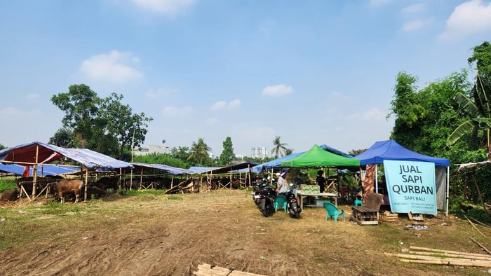 Tempat penjualan sapi kurban berdiri di lahan BMKG di Tangsel yang sempat dikuasai ormas GRIB Jaya (Adrial/detikcom)