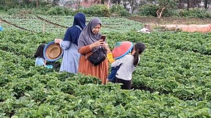 Wisatawan berkunjung ke kebun petik stroberi