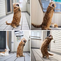 Ada saja ide kreatif orang-orang dalam memanipulasi sebuah foto menjadi lebih keren dan lucu dalam waktu bersamaan.