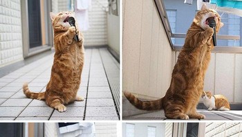 Nyanyinya menghayati banget cing. Foto: (Bored Panda)