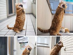 10 Editan Foto yang Keren Sekaligus Lucu Banget