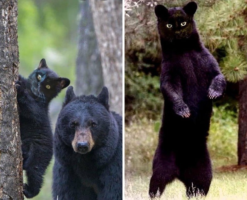 Ada saja ide kreatif orang-orang dalam memanipulasi sebuah foto menjadi lebih keren dan lucu dalam waktu bersamaan.