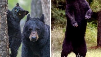 Si kucing siap bertarung. Foto: (Bored Panda)