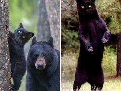 10 Editan Foto yang Keren Sekaligus Lucu Banget