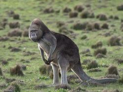 10 Editan Foto yang Keren Sekaligus Lucu Banget