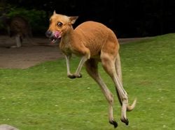 10 Editan Foto yang Keren Sekaligus Lucu Banget