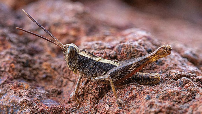 Eyprepocprifas insularis atau belalang Monte Gordo. Belalang endemik di Monte Gordo Natural Park, São Nicolau, Cape Verde, ini sempat dinuatakan punah tapi ditemukan lagi pada 2023.