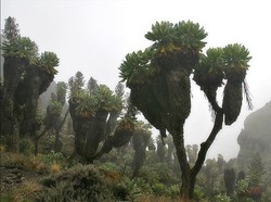 Tanaman Misterius yang Hanya Ada di Lereng Gunung Kilimanjaro