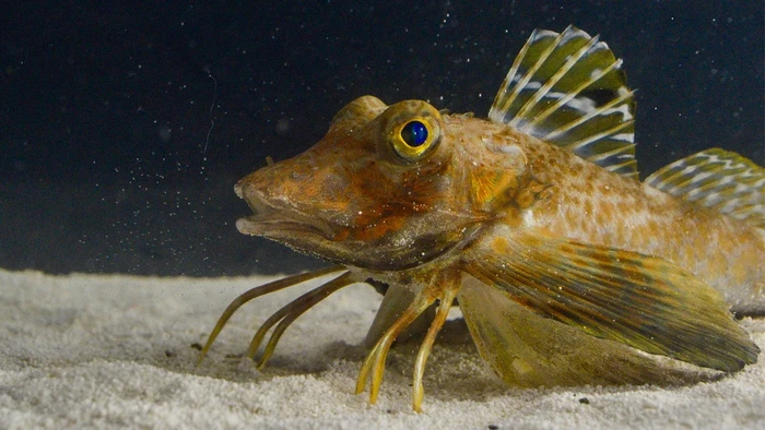 Ikan robin laut atau sea robin.
