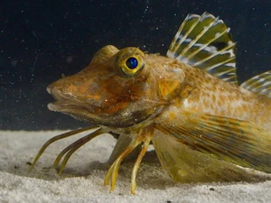 Ikan Ini Punya Kaki, Bisa Dipakai Jalan dan Temukan Mangsa yang Terkubur