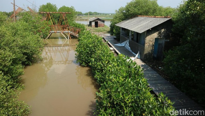 Kondisi tempat wisata Mina Mangrove, Desa Tunggulsari, Kecamatan Tayu, Kabupaten Pati, rusak akibat diterjang banjir rob, Sabtu (31/5/2025).