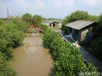 Diterjang Rob, Wisata Mangrove di Pati Rusak Parah