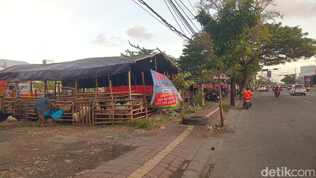 Lapak pedagang hewan kurban di sepanjang Jalan Mahendradatta, Denpasar, Sabtu (31/5/2025). (Aryo Mahendro/detikBali)