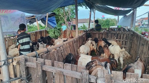 Lapak pedagang hewan kurban di sepanjang Jalan Mahendradatta, Denpasar, Sabtu (31/5/2025). (Aryo Mahendro/detikBali)