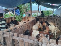 Video: Beli Hewan Kurban Kena PPN? Ini Kata Kemenkeu