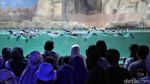 Liburan Seru Bersama Penguin di Ocean Dream Samudra Ancol