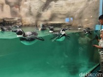 Liburan Seru Bersama Penguin di Ocean Dream Samudra Ancol