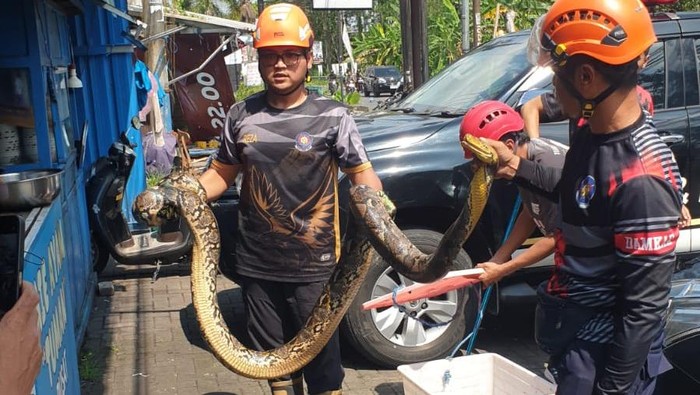 Petugas Damkar Sleman mengevakuasi ular sanca 4 meter di kap mobil di Jalan Kaliurang, Sleman, Sabtu (31/5/2025).