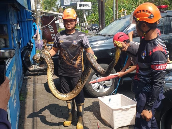 Petugas Damkar Sleman mengevakuasi ular sanca 4 meter di kap mobil di Jalan Kaliurang, Sleman, Sabtu (31/5/2025).
