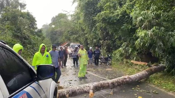 Polres Kampar, Riau mengevakuasi pohon tumbang yang menutup jalan.