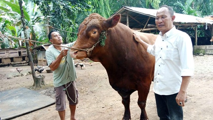 Sapi kurban milik Presiden Prabowo yang akan dikurbankan di Kabupaten Seluma, Bengkulu